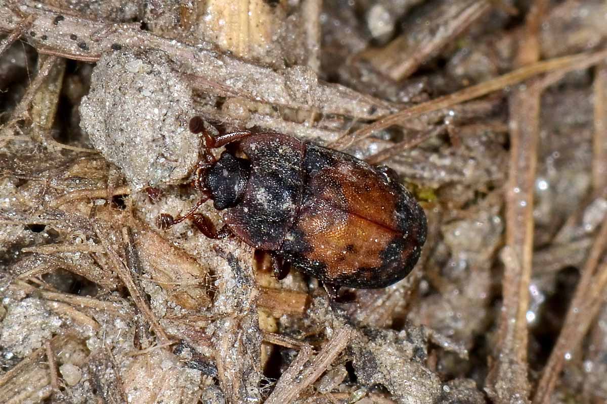 Omosita discoidea - Nitidulidae